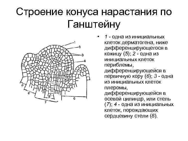 Процесс нарастания. Строение конуса нарастания корня по теории Ганштейна. Строение конуса нарастания стебля по теории Ганштейна. Клетки конуса нарастания. Строение конуса нарастания стебля.