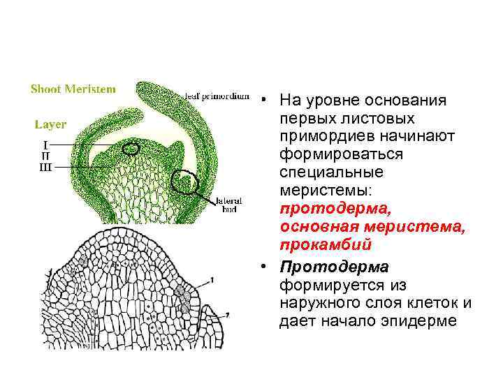 Уровне основания. Протодерма прокамбий основная меристема. Меристема зародыша. Первичные меристемы. Плаун вторичная меристема.