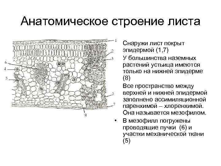 Верхний слой эпидермы на рисунке обозначена о а буквой