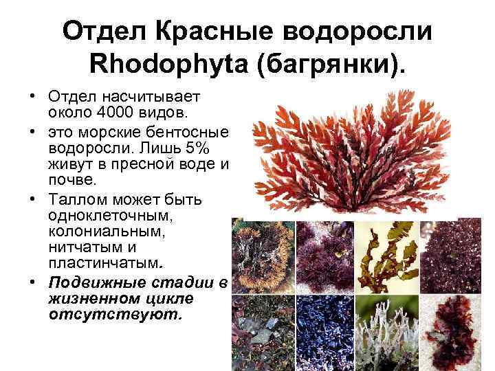 Отдел красные водоросли