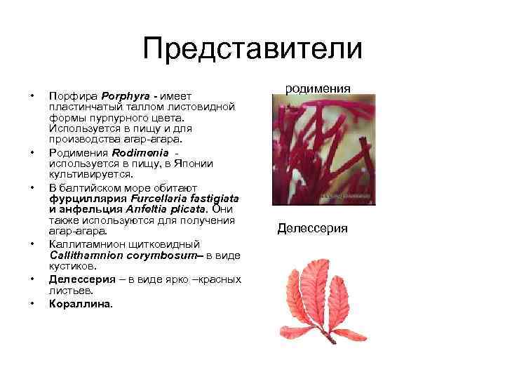 Порфира пестрая среда