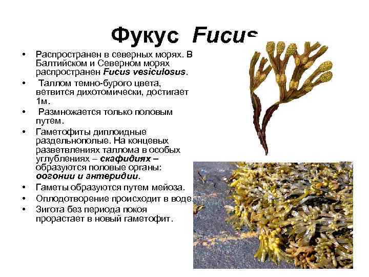 Фукус свойства. Фукус пузырчатый водоросль. Фукус водоросль строение. Бурые водоросли Fucus. Фукус пузырчатый строение.