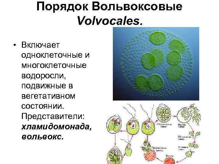 Колониальная одноклеточная водоросль