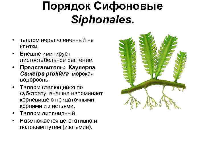 Порядок водорослей. Зеленые Сифоновые водоросли. Каулерпа пролифера. Сифональный таллом водорослей. Каулерпа водоросль строение.