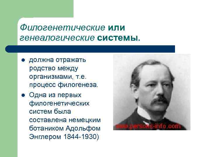Филогенетические или генеалогические системы. l l должна отражать родство между организмами, т. е. процесс