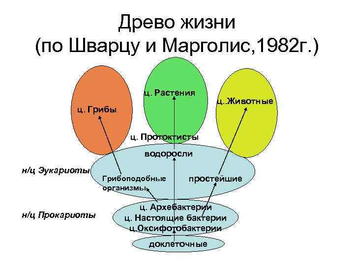 Древо жизни (по Шварцу и Марголис, 1982 г. ) ц. Растения ц. Грибы ц.