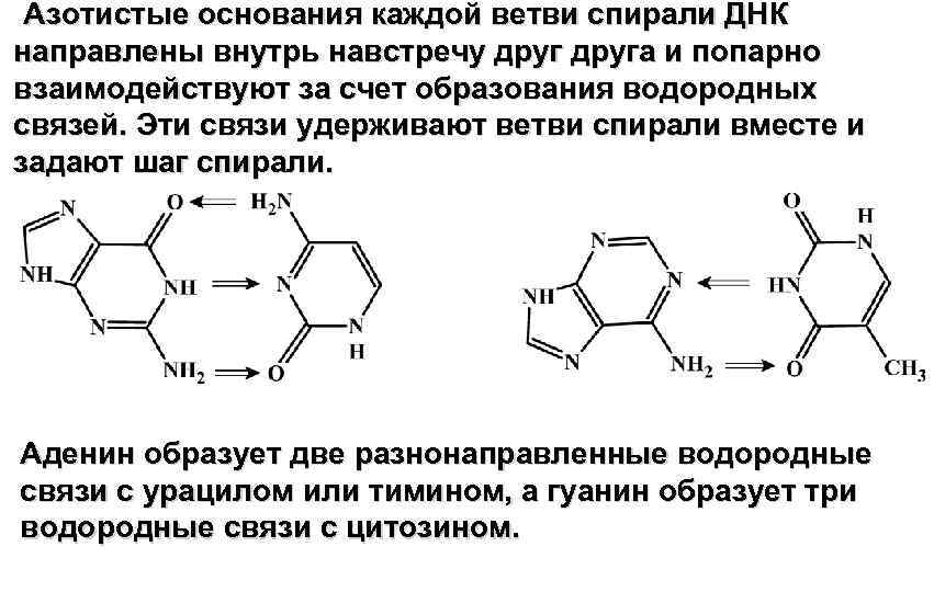 Азотистые основания молекулы днк