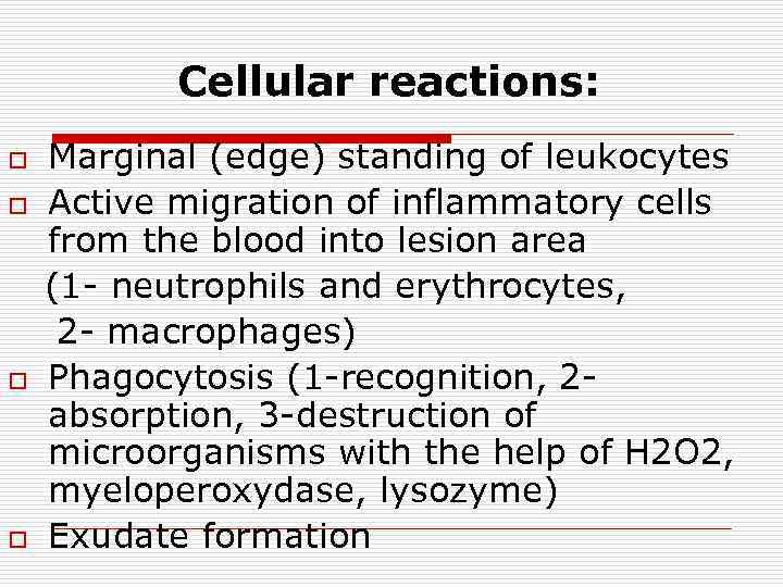 Cellular reactions: o o Marginal (edge) standing of leukocytes Active migration of inflammatory cells