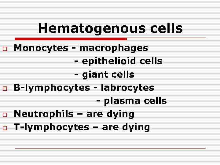 Hematogenous cells o o Monocytes - macrophages - epithelioid cells - giant cells В-lymphocytes