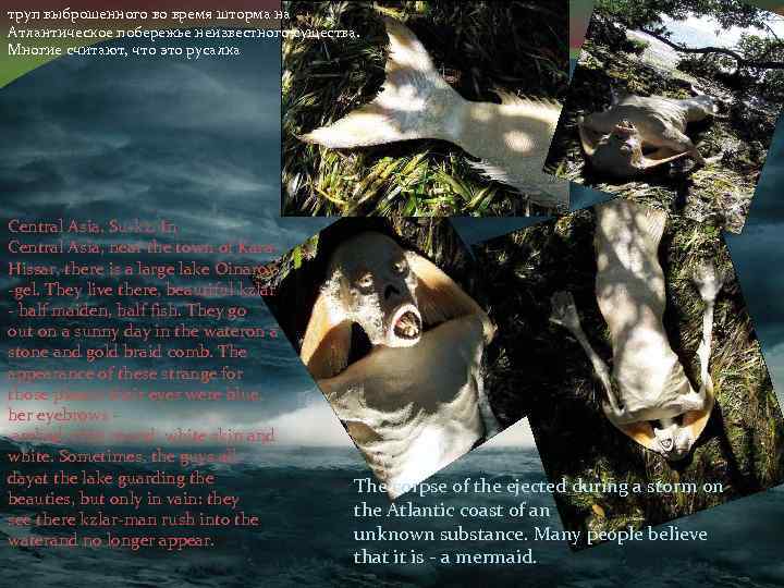 труп выброшенного во время шторма на Атлантическое побережье неизвестного существа. Многие считают, что это