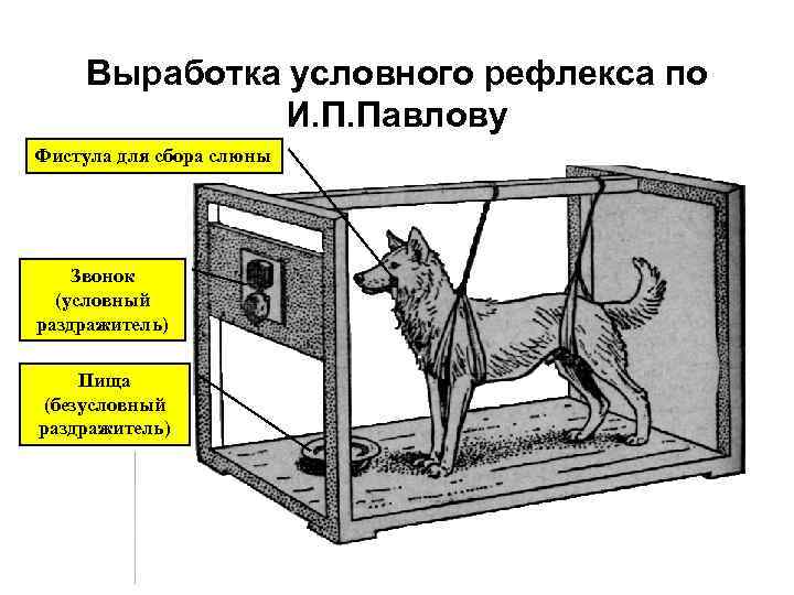 Выработка условного рефлекса по И. П. Павлову Фистула для сбора слюны Звонок (условный раздражитель)