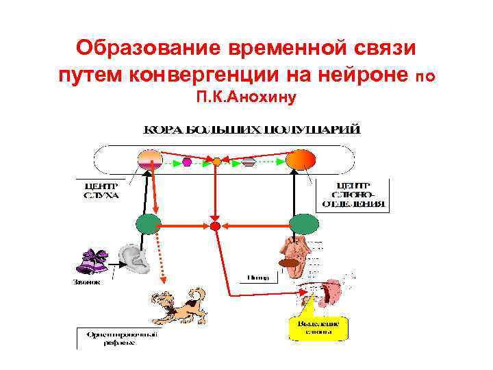 Образование временной связи путем конвергенции на нейроне по П. К. Анохину 