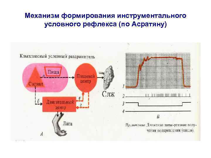 Механизм формирования инструментального условного рефлекса (по Асратяну) 