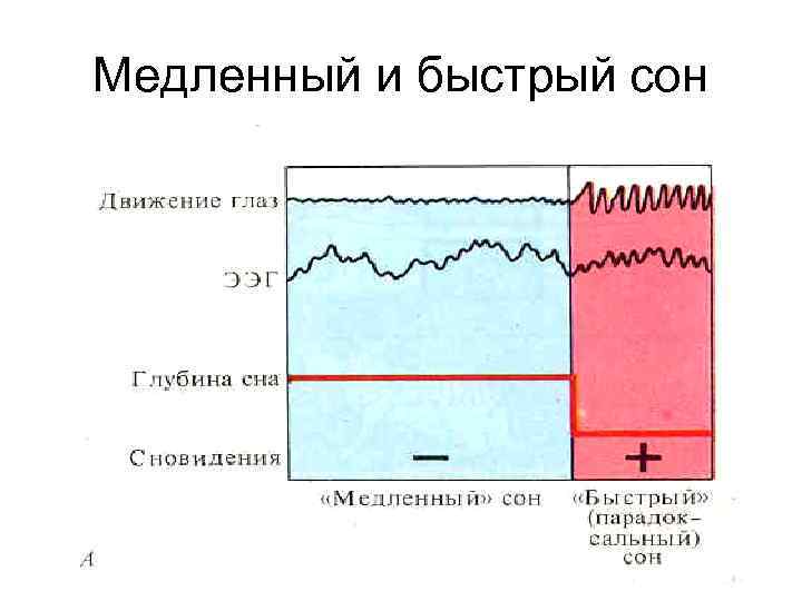 Медленный и быстрый сон 
