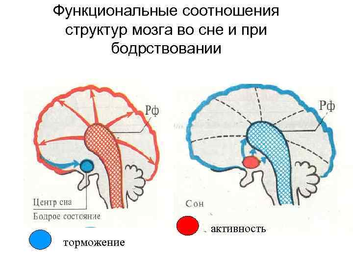 Функциональные соотношения структур мозга во сне и при бодрствовании активность торможение 