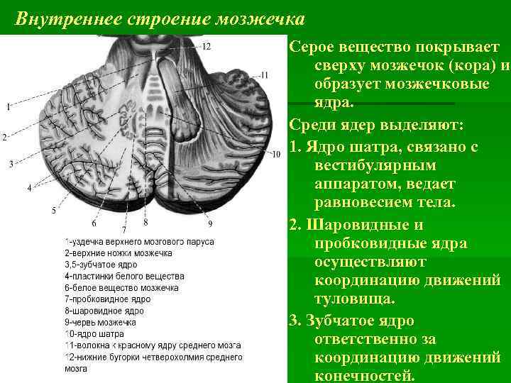 Строение мозжечка. Схема мозжечка анатомия. Мозжечок анатомия внешнее строение. Внутреннее строение мозжечка анатомия. Мозжечок внутреннее строение белое вещество.