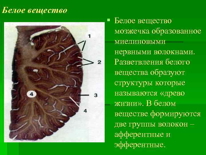 Белое вещество § Белое вещество мозжечка образованное миелиновыми нервными волокнами. Разветвления белого вещества образуют