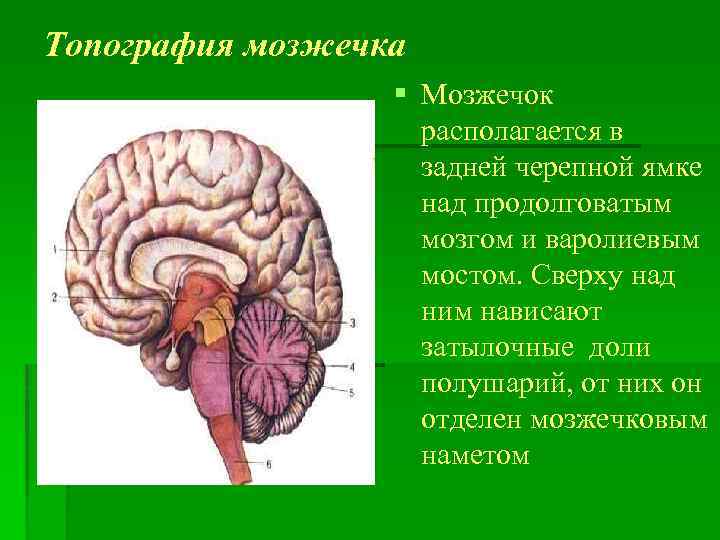 В задний мозг входит мозжечок. Структура мозжечка в головном мозге. Отделы головного мозга анатомия мозжечок. Строение головы мозжечок. • Мозжечок. Строение, топография, ядра..