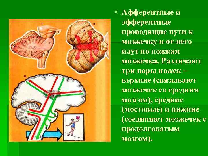 § Афферентные и эфферентные проводящие пути к мозжечку и от него идут по ножкам