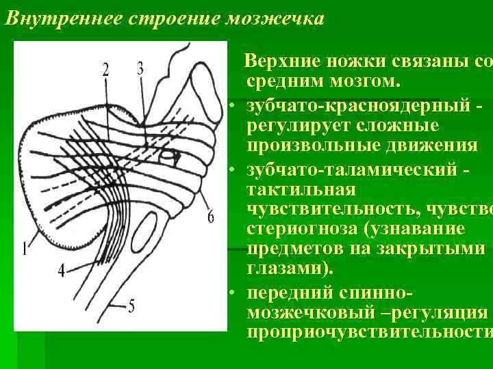 Внутреннее строение мозжечка • • • Верхние ножки связаны со средним мозгом. зубчато-красноядерный регулирует