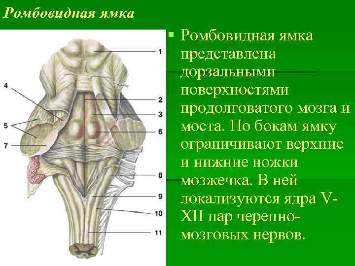 Ромбовидная ямка § Ромбовидная ямка представлена дорзальными поверхностями продолговатого мозга и моста. По бокам