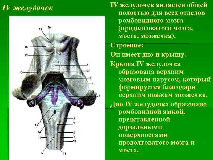 IV желудочек является общей полостью для всех отделов ромбовидного мозга (продолговатого мозга, моста, мозжечка).