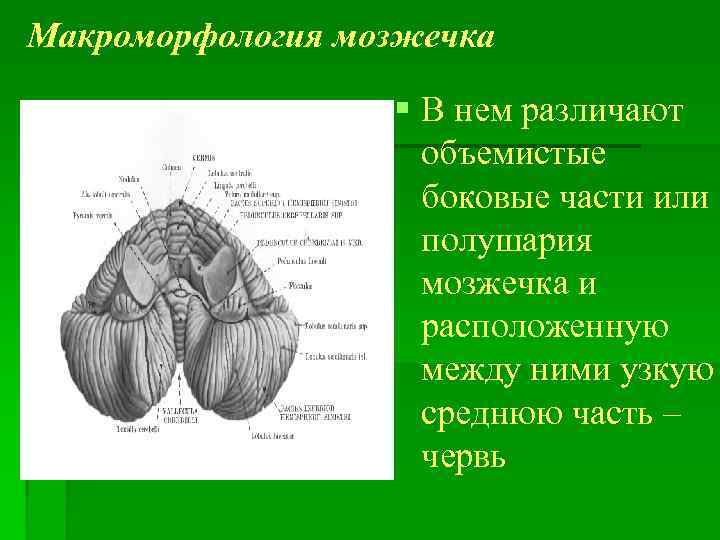 Макроморфология мозжечка § В нем различают объемистые боковые части или полушария мозжечка и расположенную