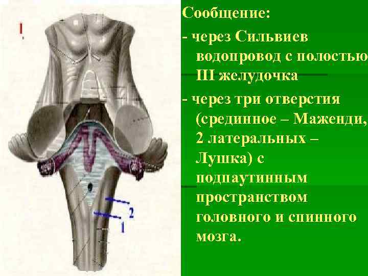 Сообщение: - через Сильвиев водопровод с полостью III желудочка - через три отверстия (срединное