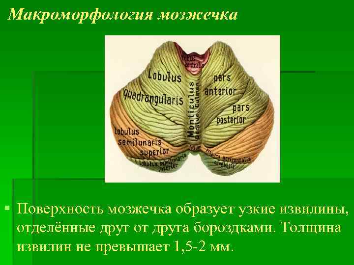 Макроморфология мозжечка § Поверхность мозжечка образует узкие извилины, отделённые друг от друга бороздками. Толщина