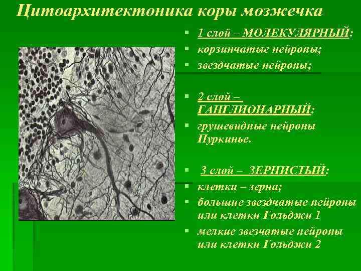 Цитоархитектоника коры мозжечка § 1 слой – МОЛЕКУЛЯРНЫЙ: § корзинчатые нейроны; § звездчатые нейроны;