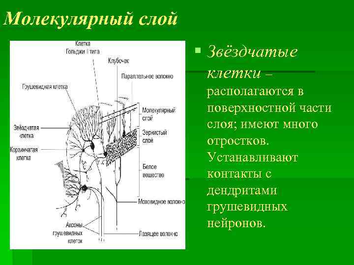 Молекулярный слой § Звёздчатые клетки – располагаются в поверхностной части слоя; имеют много отростков.