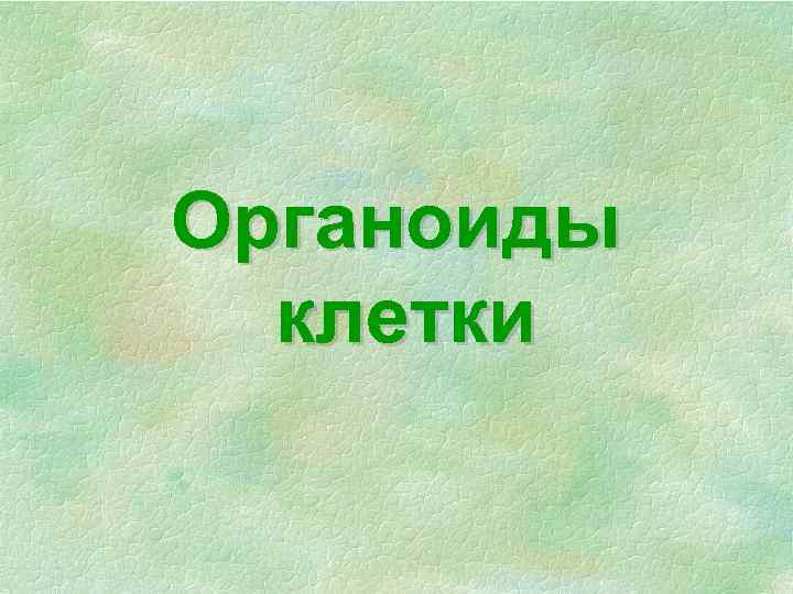 Органоиды клетки 