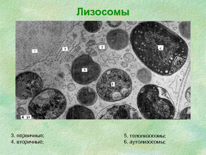 Лизосомы 3. первичные; 4. вторичные; 5. телолизосомы; 6. аутолизосомы; 