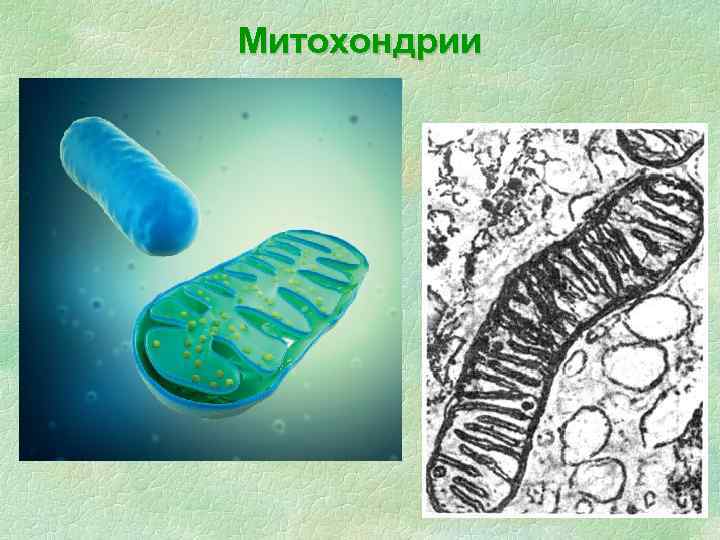 Митохондрии 