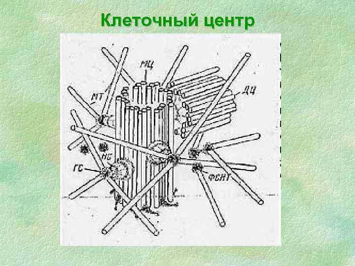 Клеточный центр 