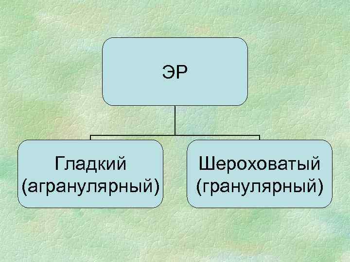 ЭР Гладкий (агранулярный) Шероховатый (гранулярный) 