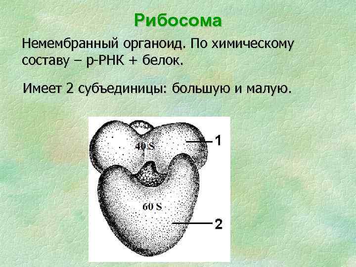 Изображенный на рисунке органоид имеет продолговатую форму