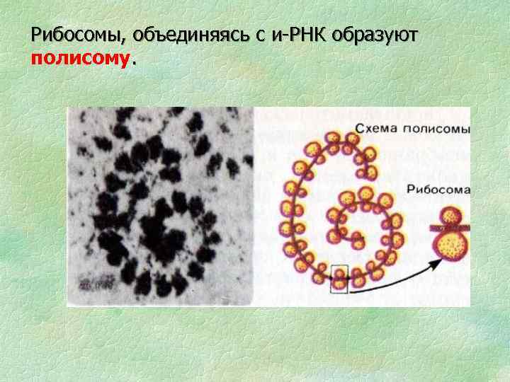 Рибосомы, объединяясь с и-РНК образуют полисому. 