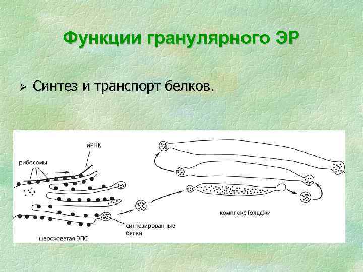 Функции гранулярного ЭР Ø Синтез и транспорт белков. 