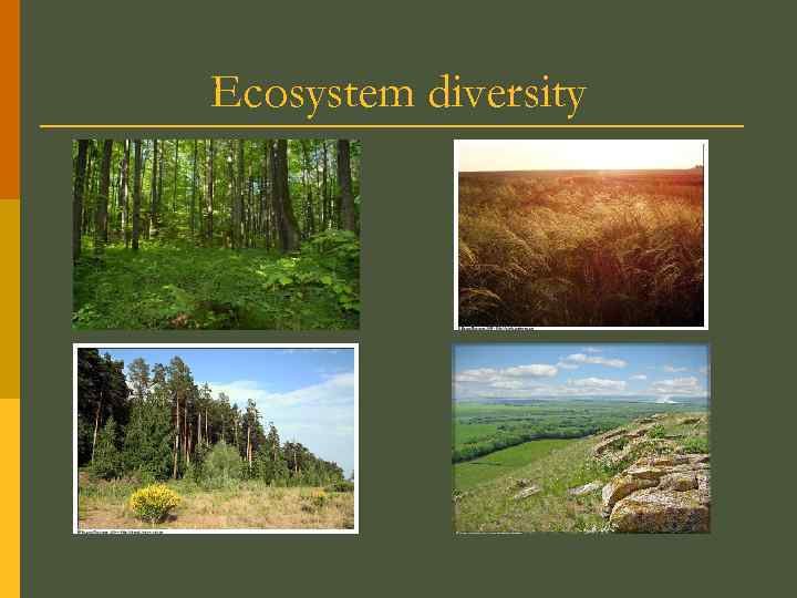 Ecosystem diversity 