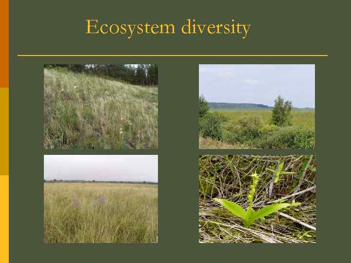 Ecosystem diversity 