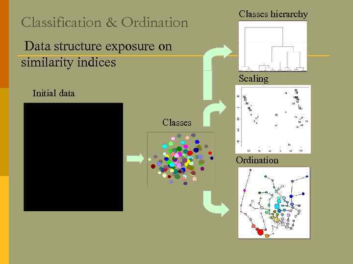 Classification & Ordination Classes hierarchy Data structure exposure on similarity indices Scaling Initial data