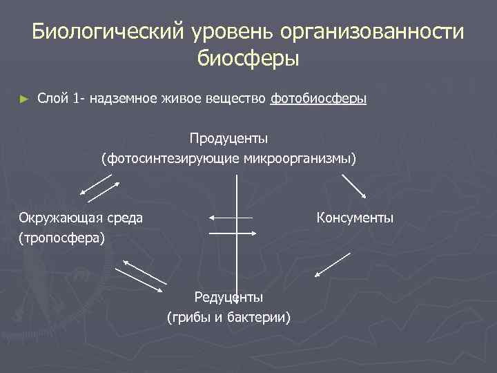 Биологический уровень организованности биосферы ► Слой 1 - надземное живое вещество фотобиосферы Продуценты (фотосинтезирующие
