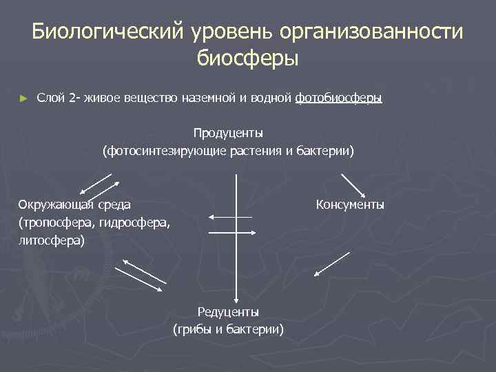 Биологический уровень организованности биосферы ► Слой 2 - живое вещество наземной и водной фотобиосферы
