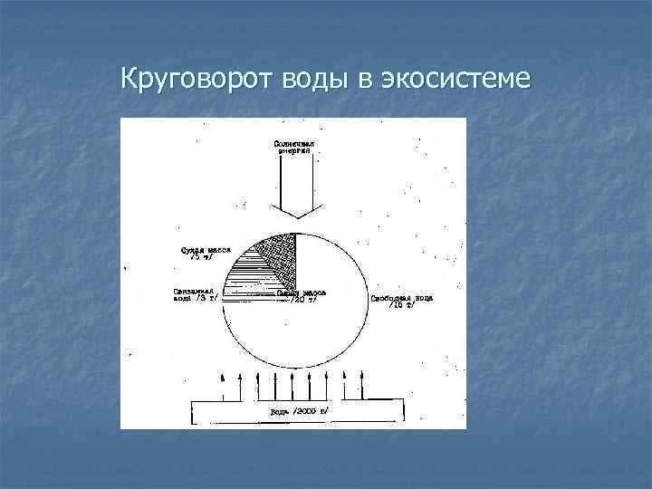 Круговорот воды в экосистеме 