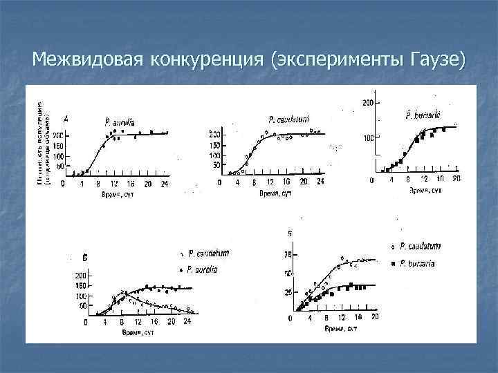 Межвидовая конкуренция (эксперименты Гаузе) 
