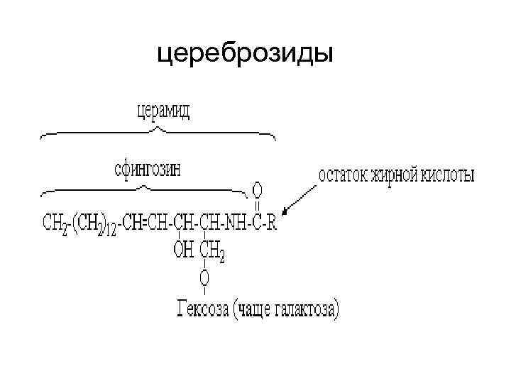 цереброзиды 