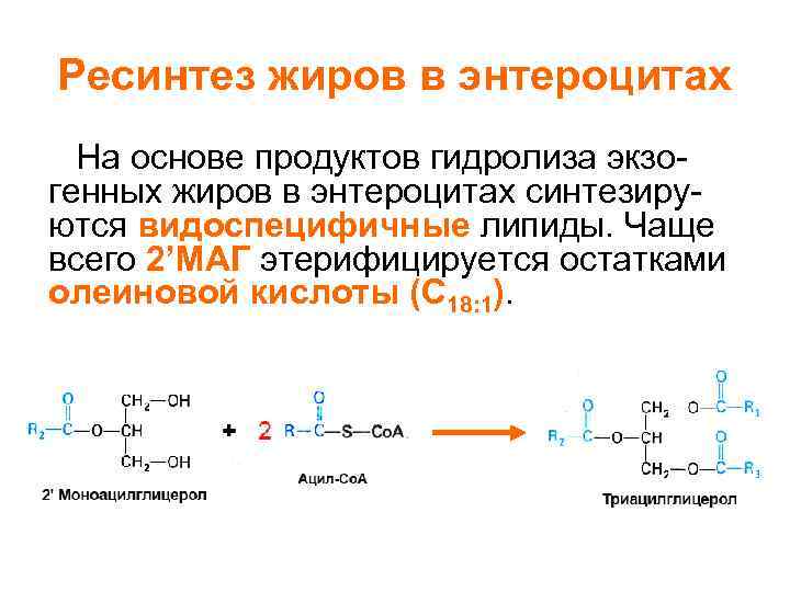 Ресинтез это. Ресинтез жира и фосфолипидов. Ресинтез жиров биохимия. Ресинтез сложных липидов. Гидролиз жира на основе олеиновой кислоты.