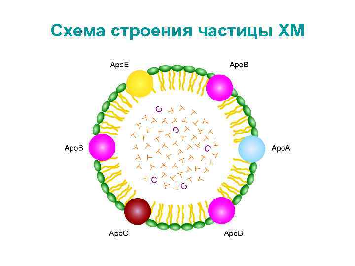 Схема строения частицы ХМ 