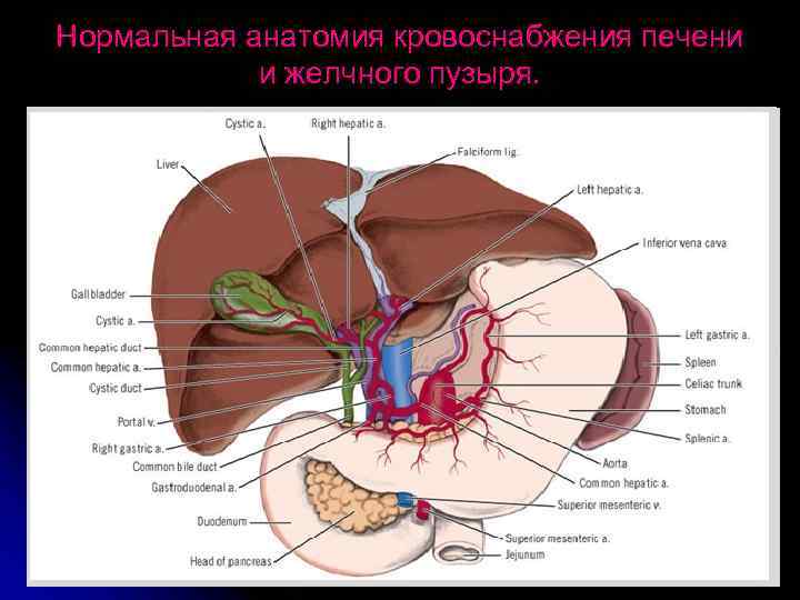 Нормальная анатомия кровоснабжения печени и желчного пузыря. 